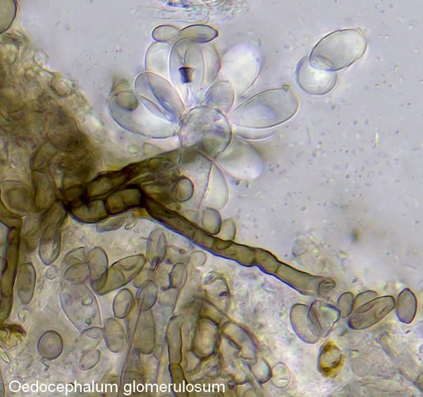 oedocephalum glomerulosum